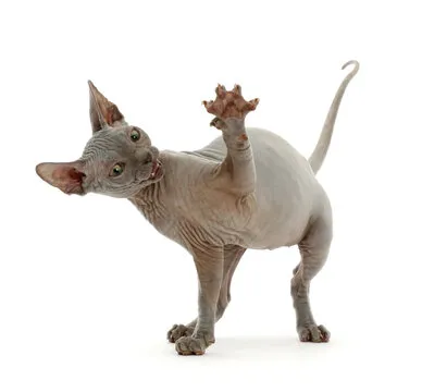 Customer Support Agent